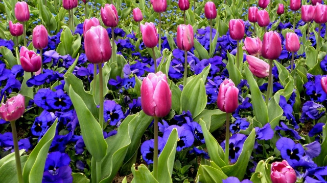 tulips_flowers_pansies_flowerbed_spring_43153_640x360