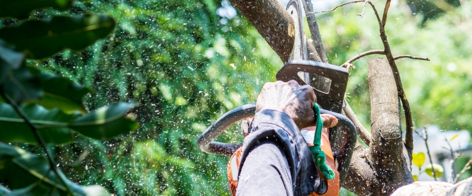 Florida Commercial Landscaping